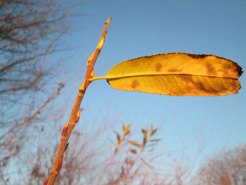 Image of purple willow