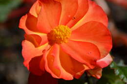 Image of Begonia tuberhybrida Voss