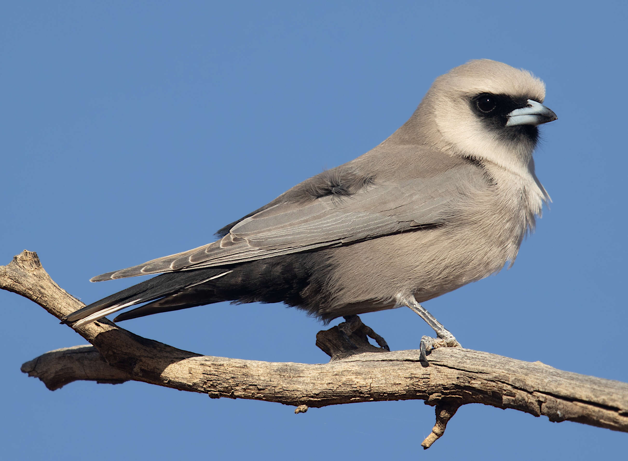 Image of Black-faced Woodswallow