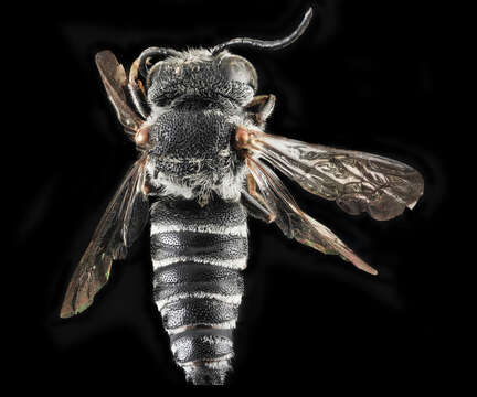 Image of Say's Cuckoo-leaf-cutter