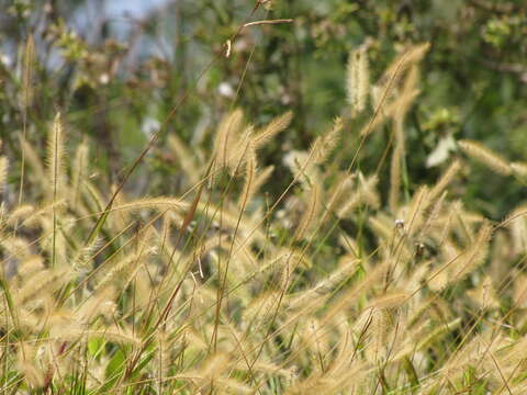 Image de Setaria parviflora (Poir.) Kerguélen