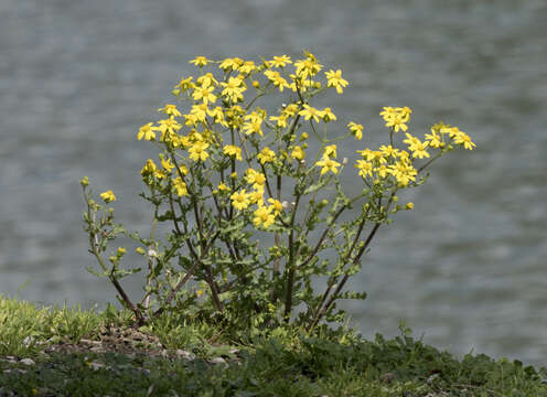 Image of eastern groundsel