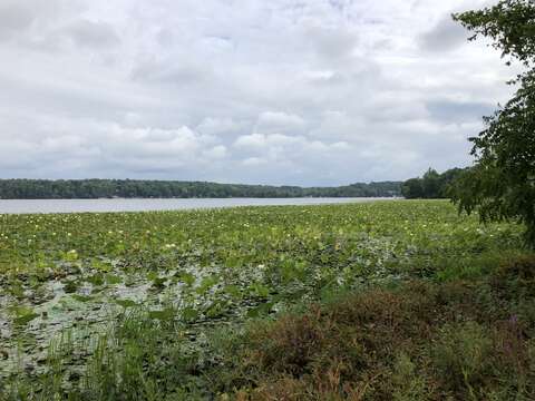 Image of American lotus