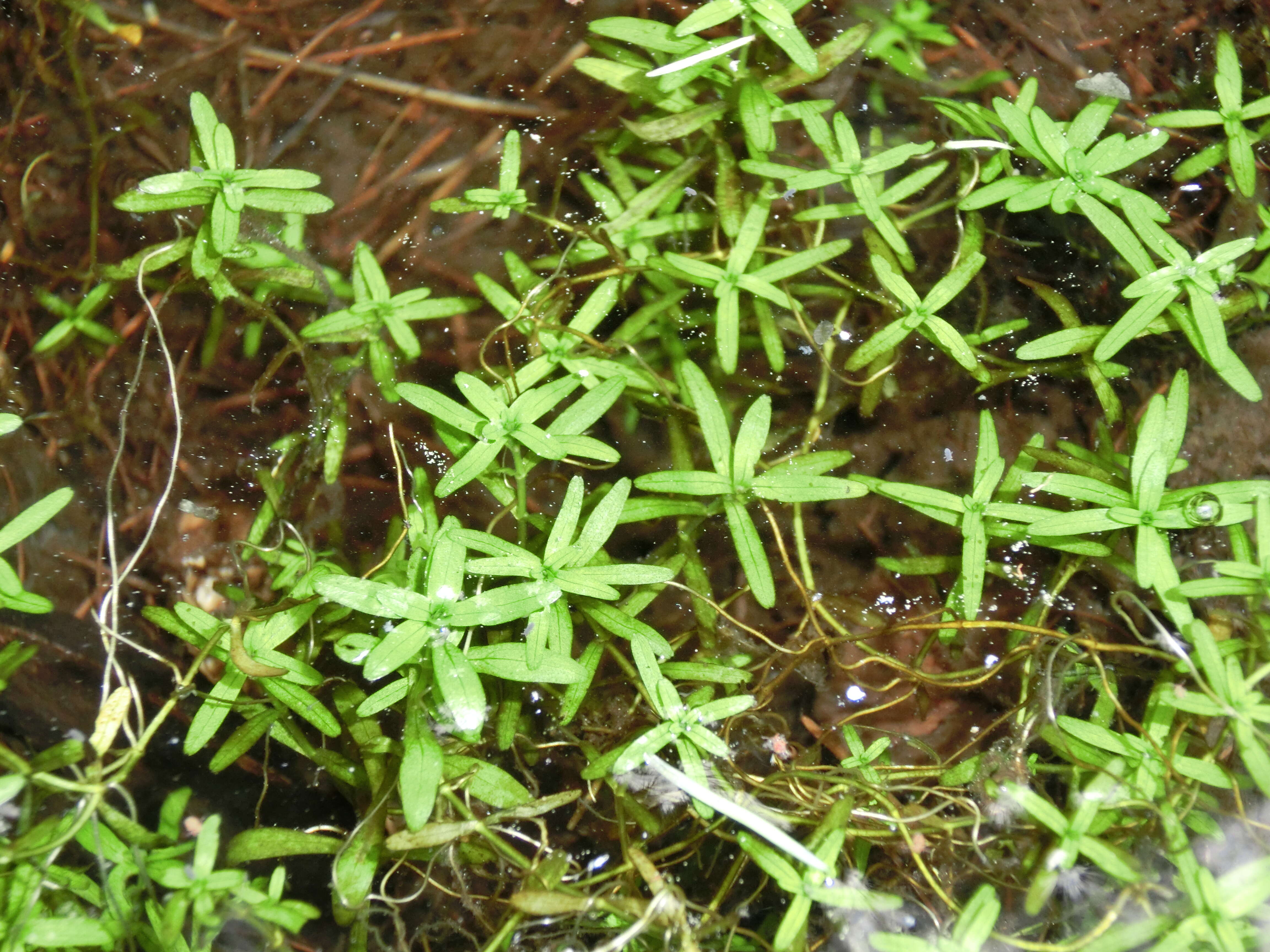 Image of narrowleaf water-starwort