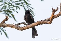 Image of Black Drongo