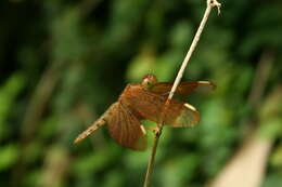 Image of Black Stream Glider