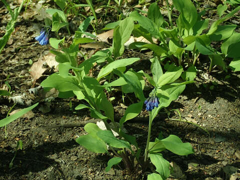 Mertensia virginica (L.) Pers. ex Link resmi