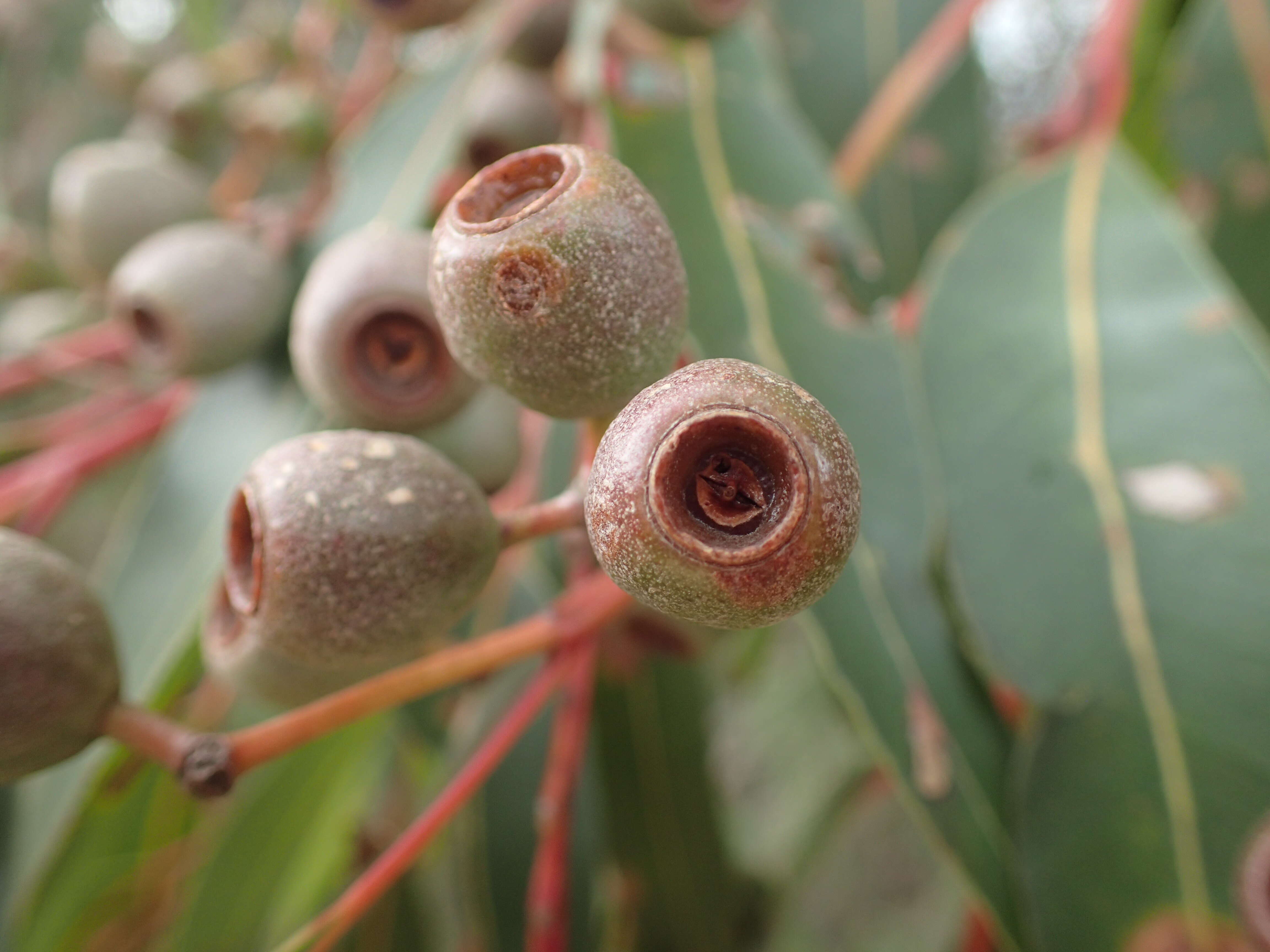 Image of Eucalyptus staeri Maiden ex Kessell & C. A. Gardner