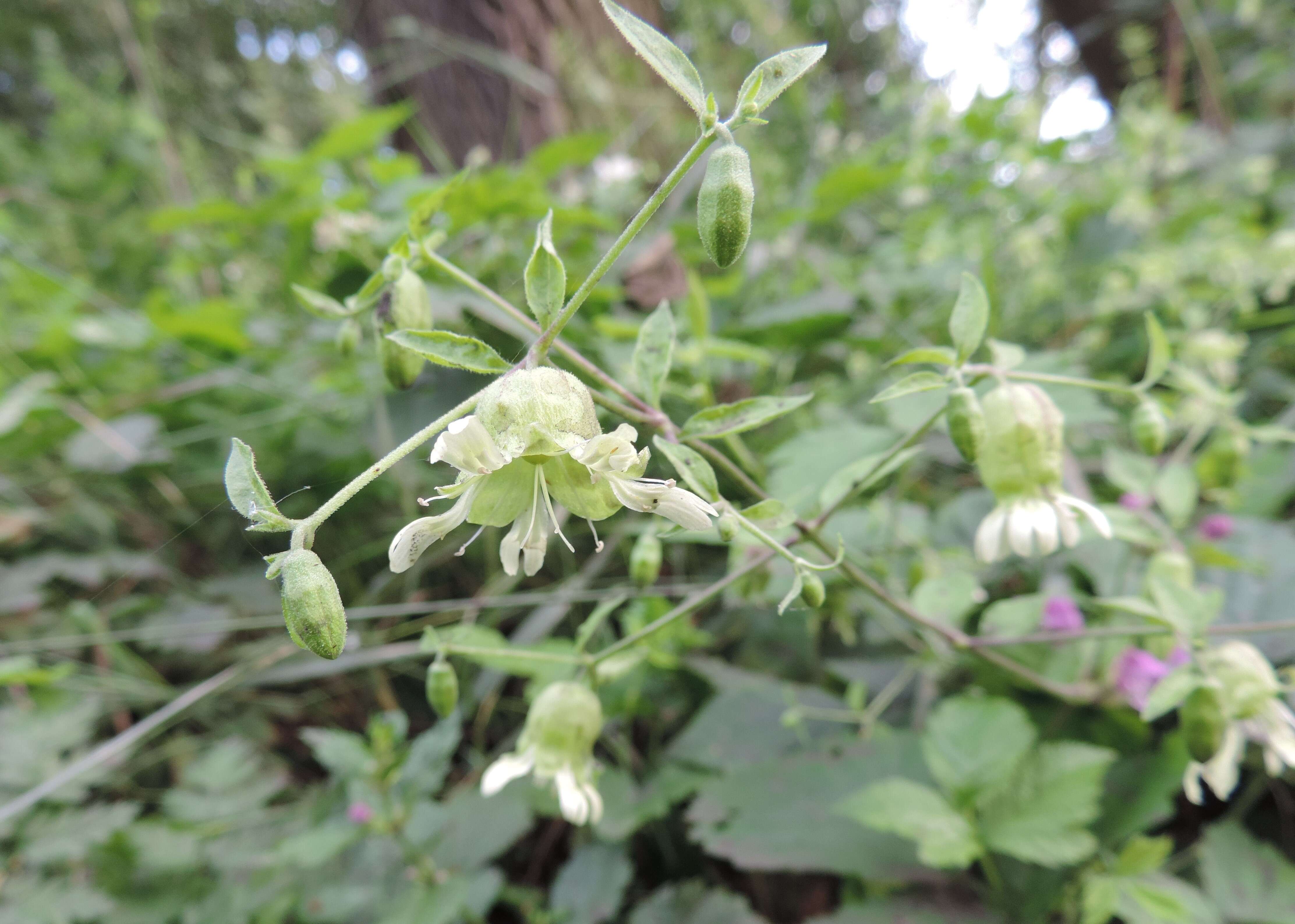 Imagem de Silene baccifera (L.) Roth