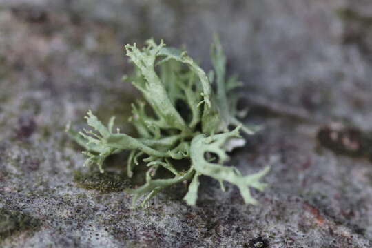 Imagem de Ramalina farinacea (L.) Ach.