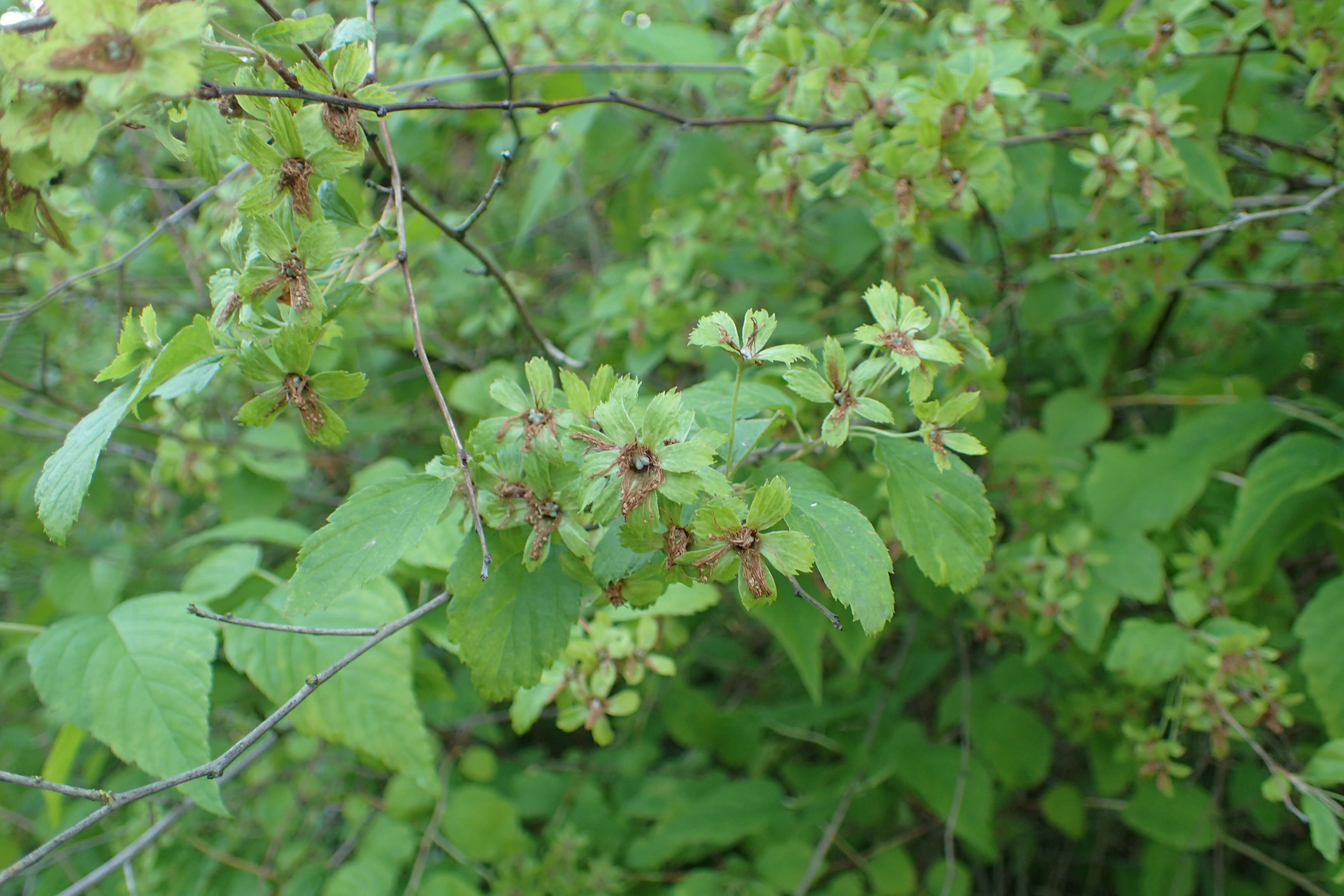 Neviusia alabamensis A. Gray的圖片