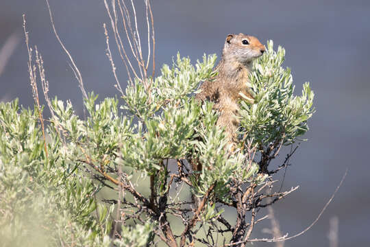 Image of Uinta ground squirrel