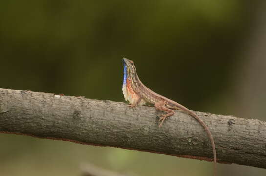 Image of Fan Throated Lizard