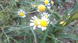 Image of corn chamomile