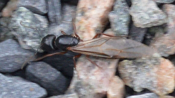 Image of Camponotus herculeanus (Linnaeus 1758)