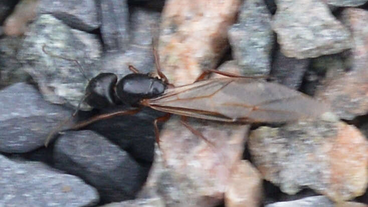 Plancia ëd Camponotus herculeanus (Linnaeus 1758)