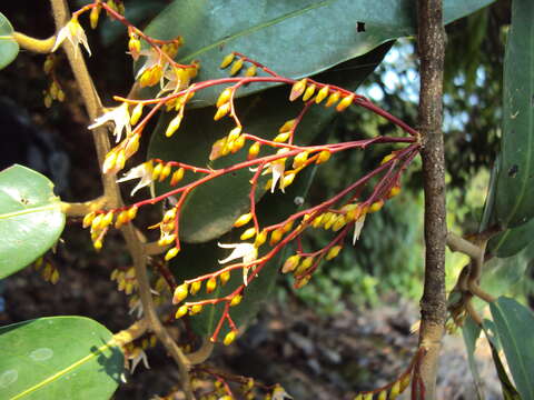 Image of Hopea ponga (Dennst.) D. J. Mabberley