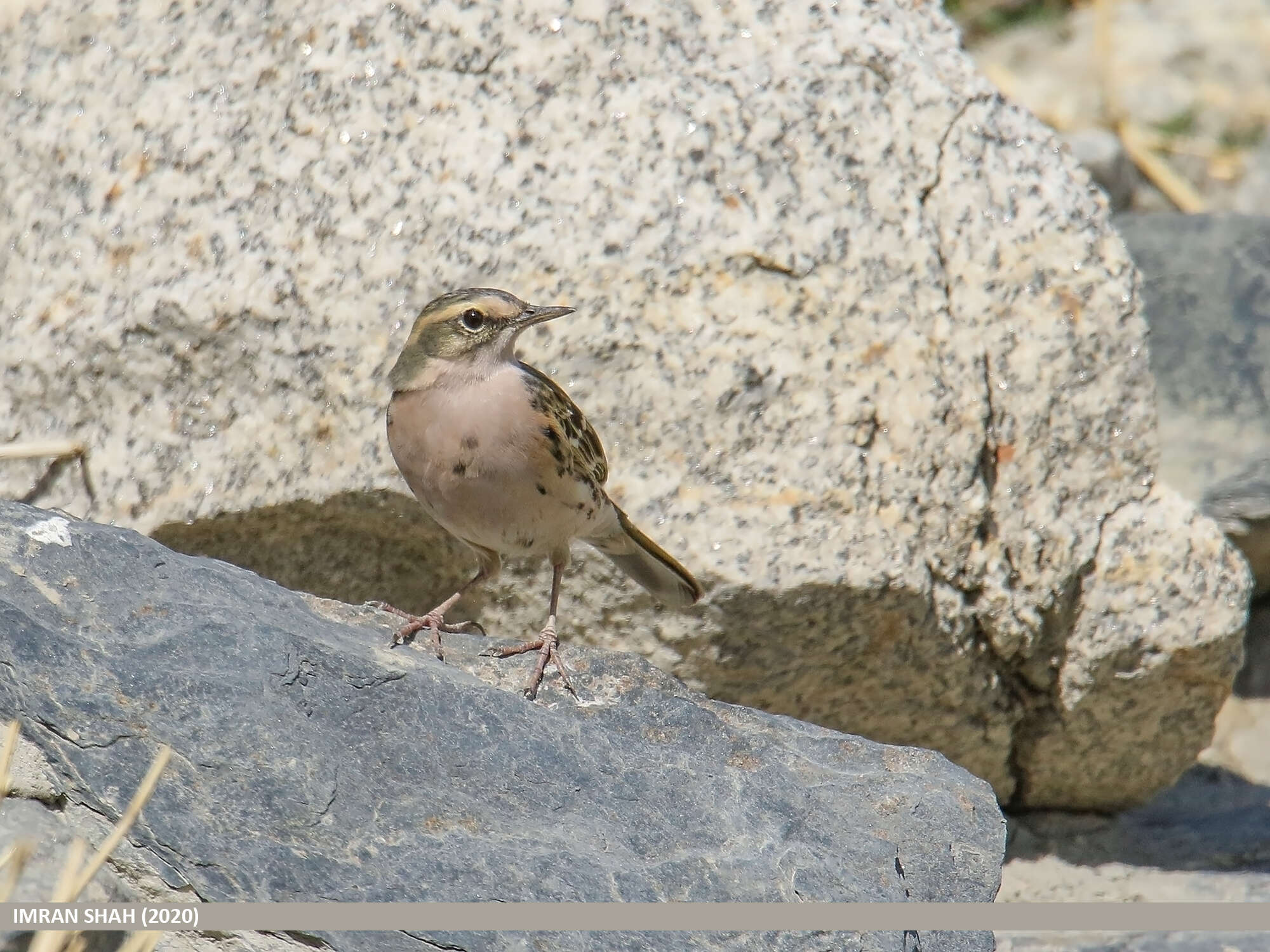 Image of Rosy Pipit