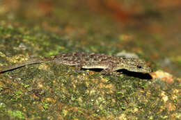 Image of Coastal Day Gecko