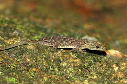 صورة Cnemaspis littoralis (Jerdon 1854)