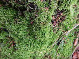 Image of hypnum moss