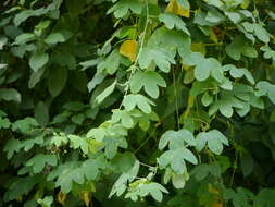 Image de Passiflora subpeltata Ortega