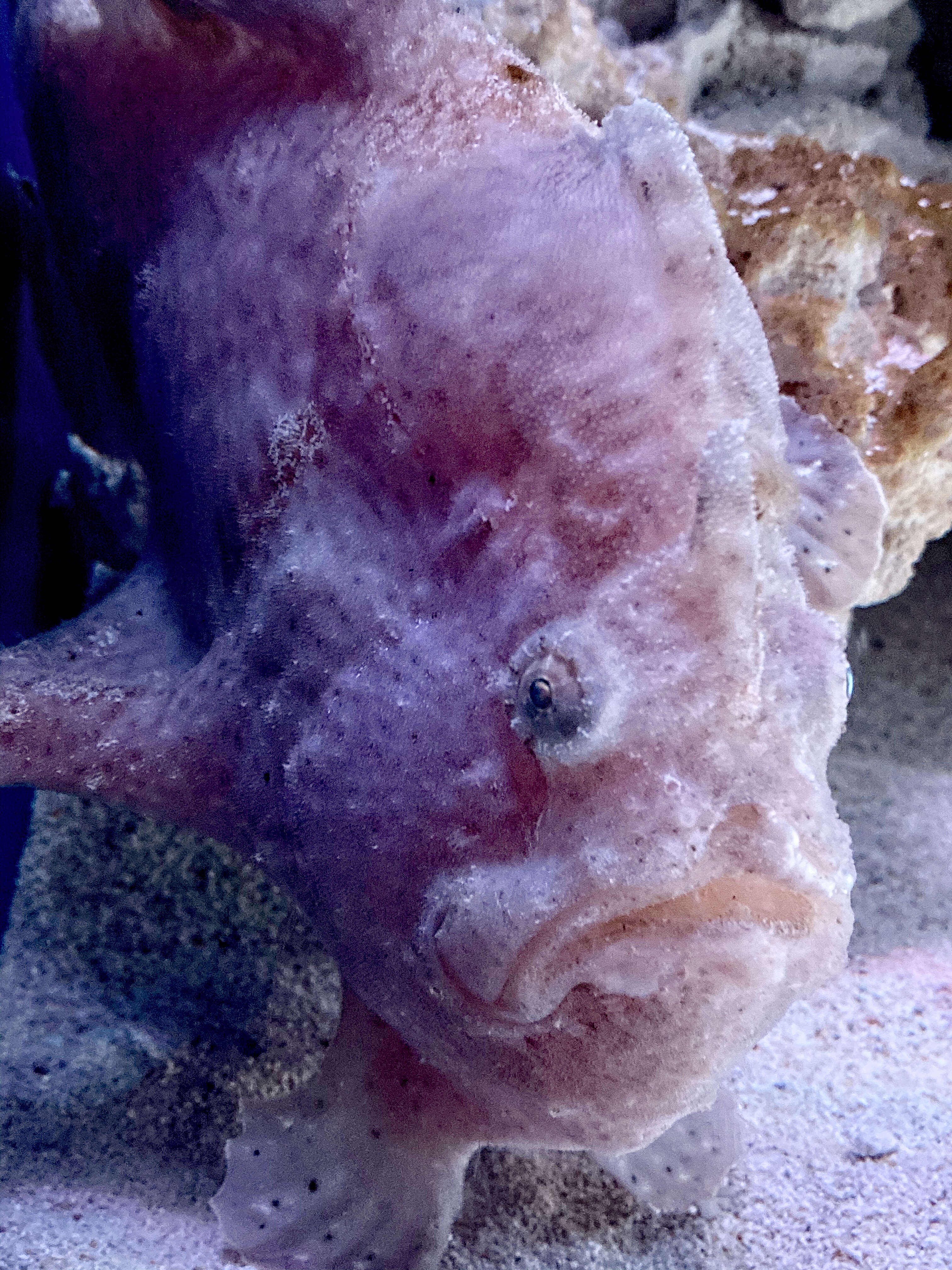 Image of Flagpole Frogfish