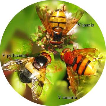 Image of lesser hornet hoverfly