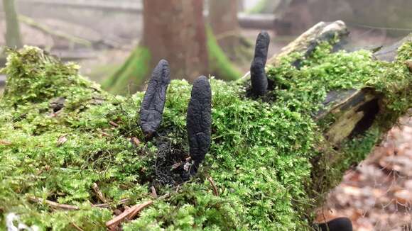 Image of Xylaria longipes Nitschke 1867