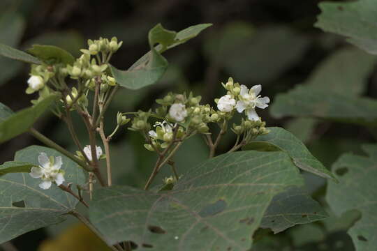 Image of Kydia calycina Roxb.