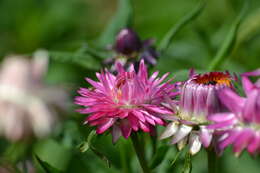 Image of bracted strawflower