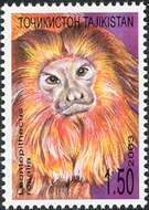 Image of Golden Lion Tamarin
