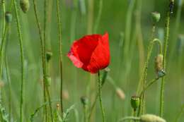 Image of corn poppy