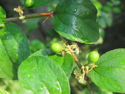 Image of Indian Jujube