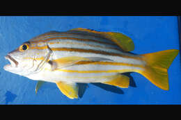 Image of Spanish flag snapper