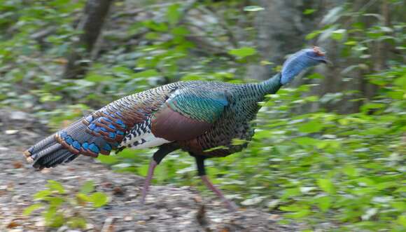 Image of Ocellated Turkey