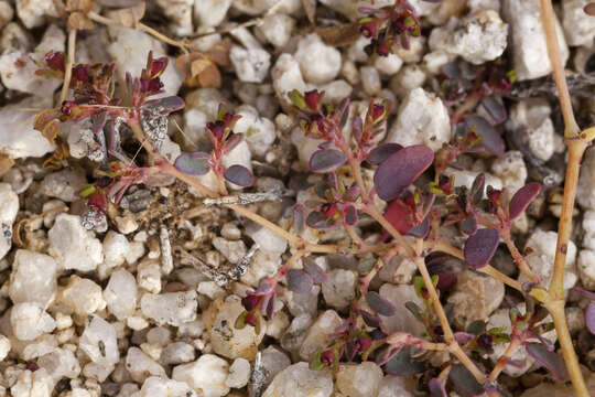 Image de Euphorbia polycarpa Benth.