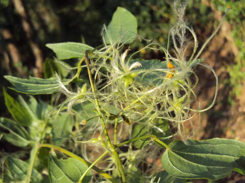 Image of Clematis javana DC.