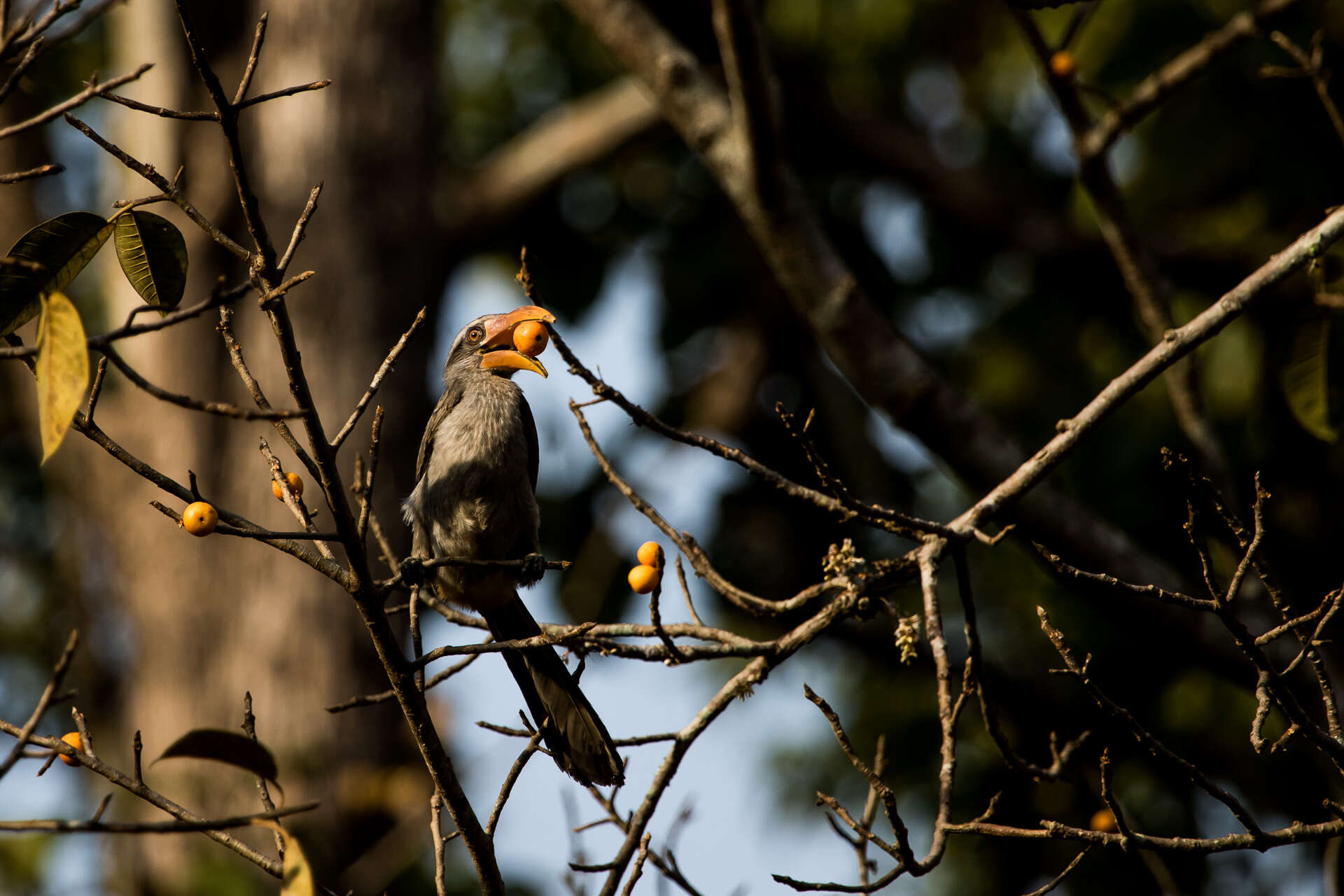 Image of Malabar Grey Hornbill