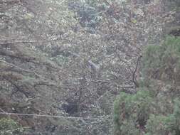 Image of Central Himalayan Langur