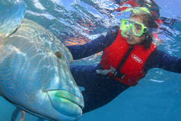 Image of Giant Wrasse