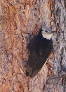 Image of White-headed Woodpecker