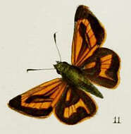 Image of Telicota bambusae