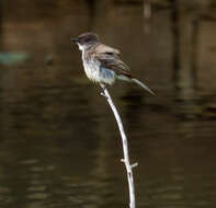 Image of Eastern Phoebe