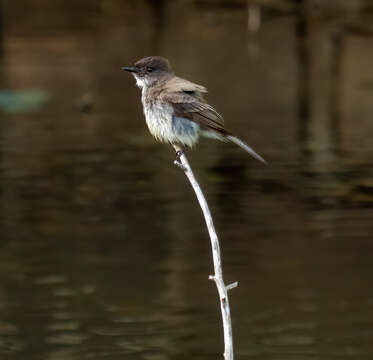 Image of Eastern Phoebe