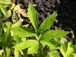 Image of eastern waterleaf