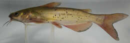 Image of channel catfish