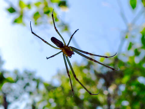 Image of Leucauge celebesiana (Walckenaer 1841)