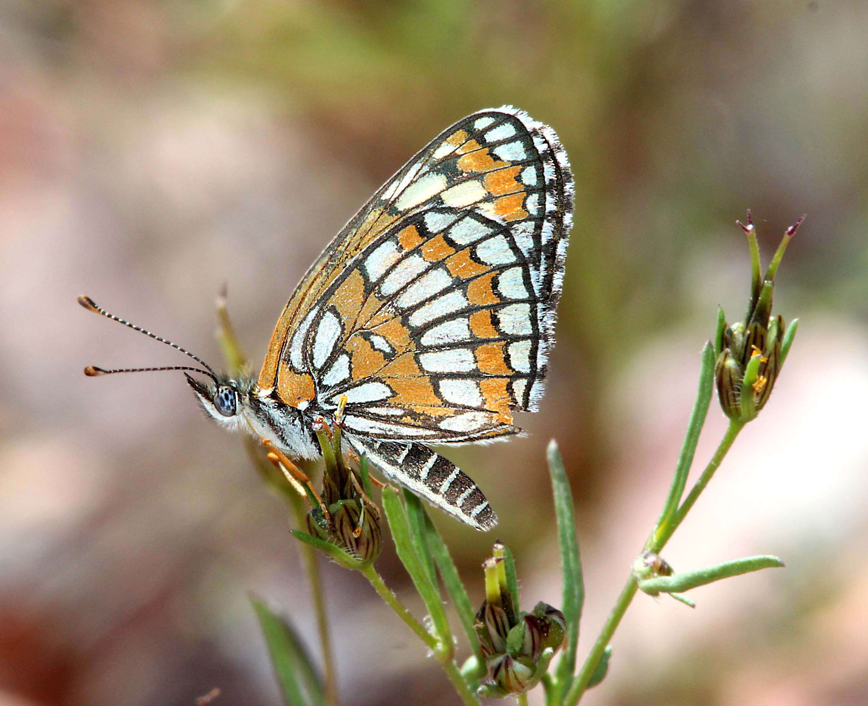 Image of Chlosyne theona