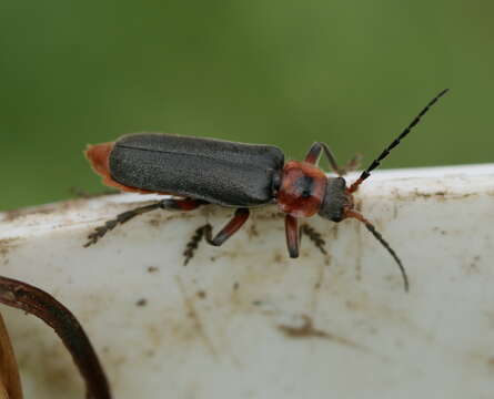 Image de Cantharis